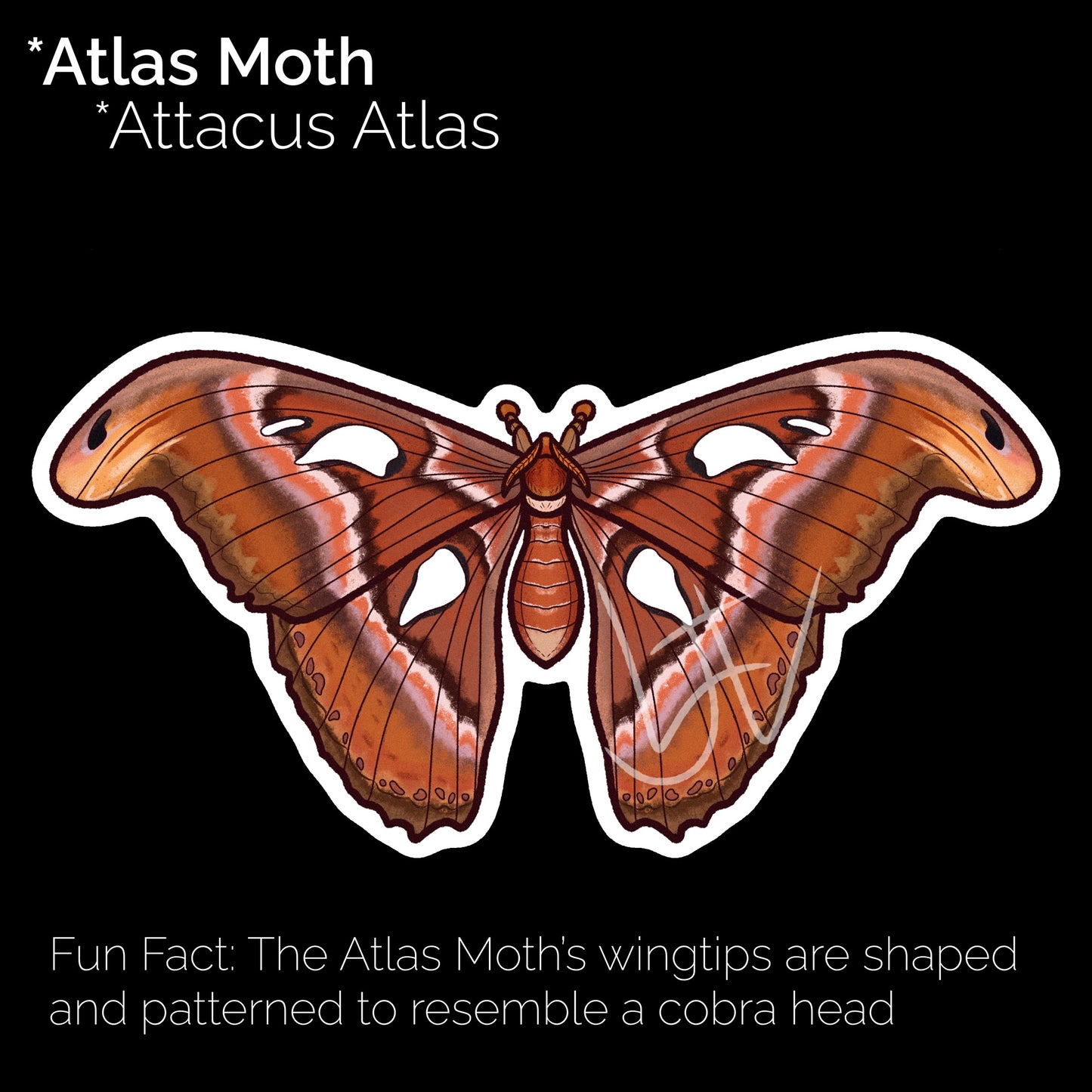 Atlas Moth Glossy Sticker