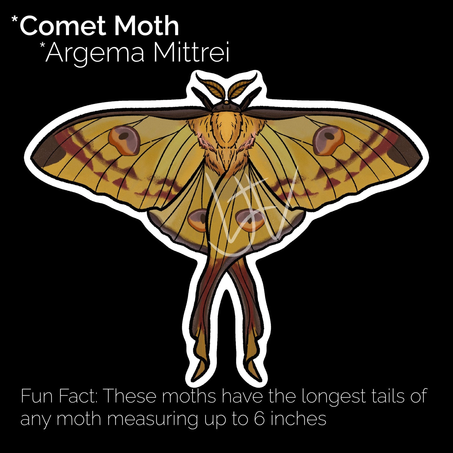 Comet Moth Glossy Sticker