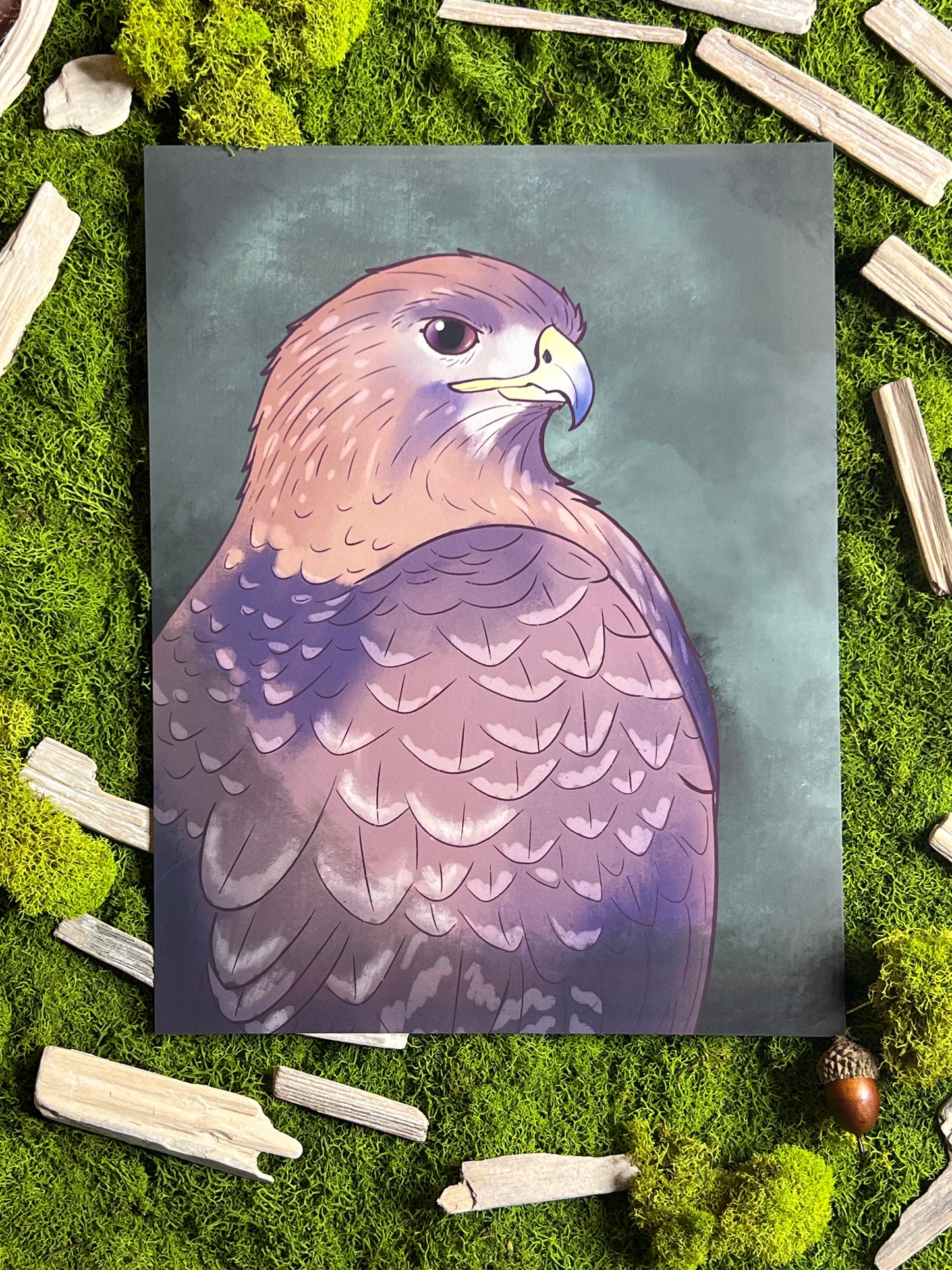 Red Tailed Hawk 8.5x11in Print