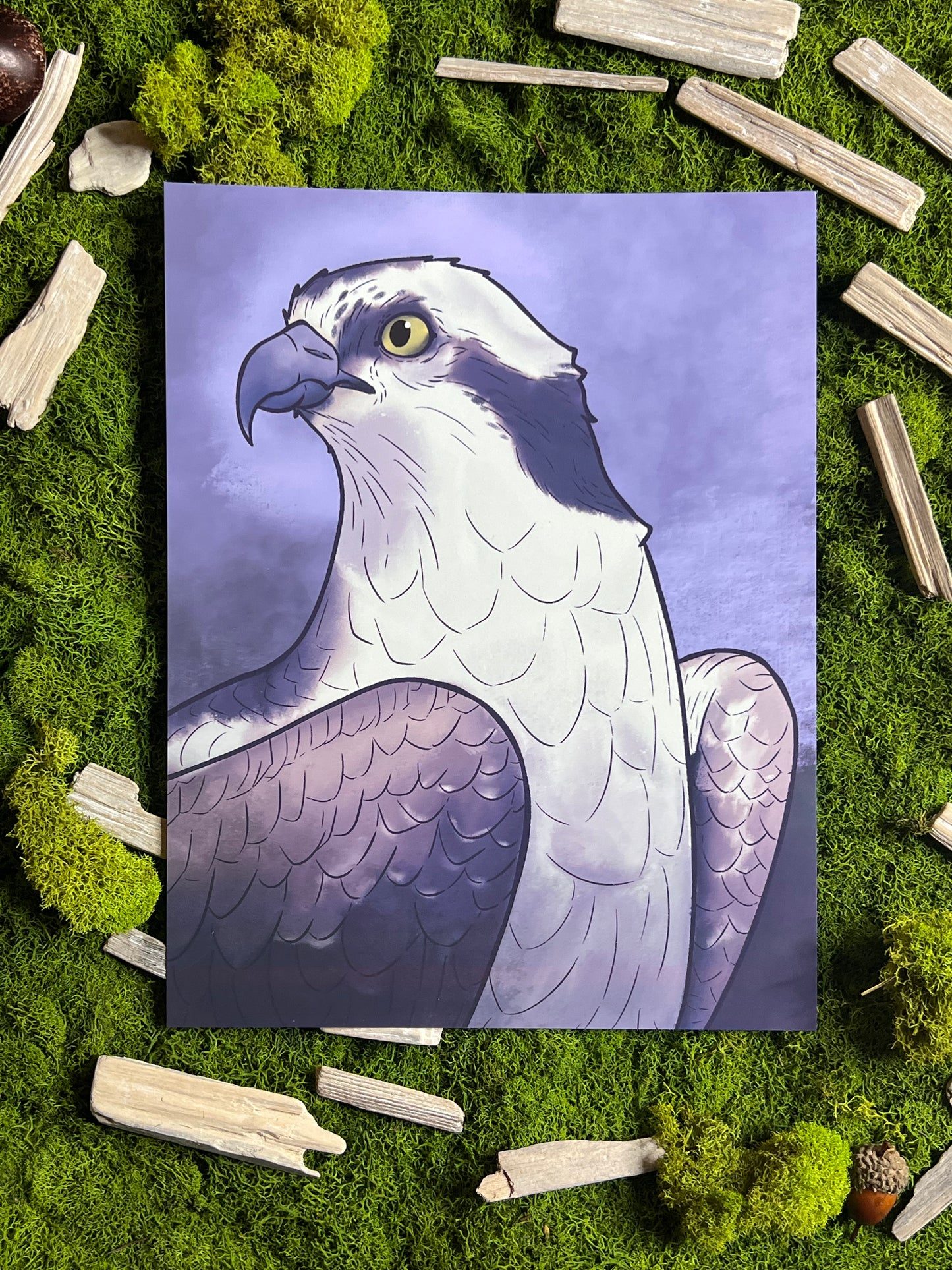 Osprey 8.5x11in Print