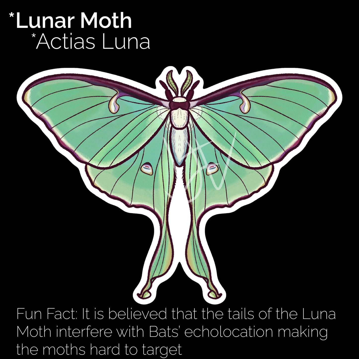 Lunar Moth Glossy Sticker