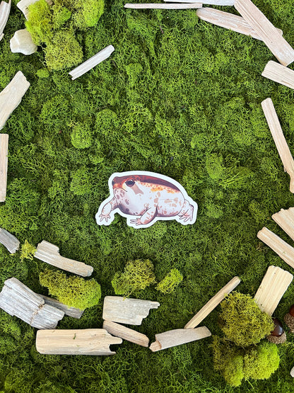Desert Rain Frog Glossy Sticker
