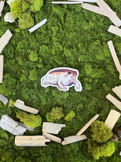 Desert Rain Frog Glossy Sticker