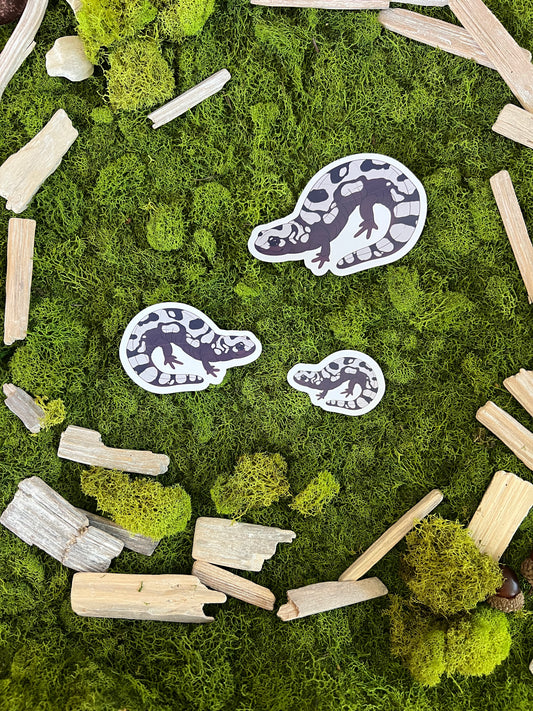 Marbled Salamander Glossy Sticker