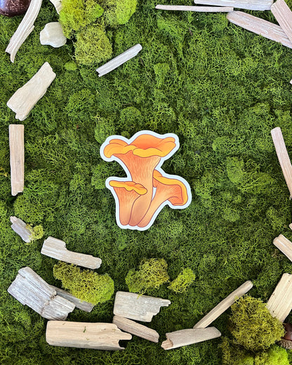 Chanterelle Mushroom Glossy Sticker