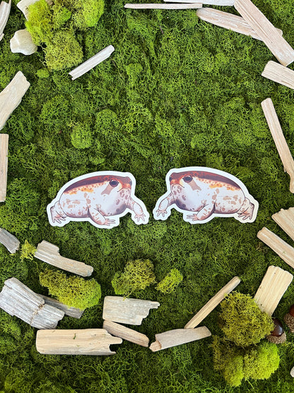 Desert Rain Frog Glossy Sticker