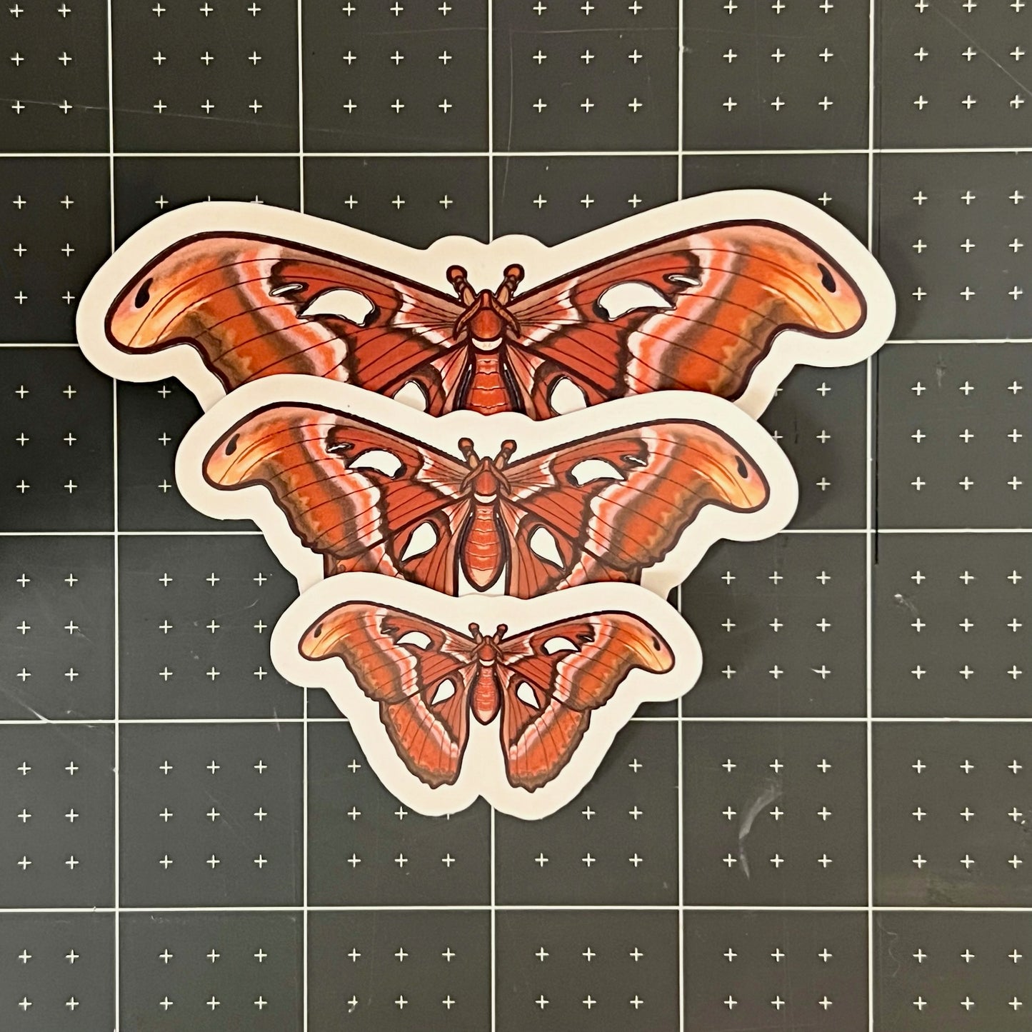 Atlas Moth Glossy Sticker