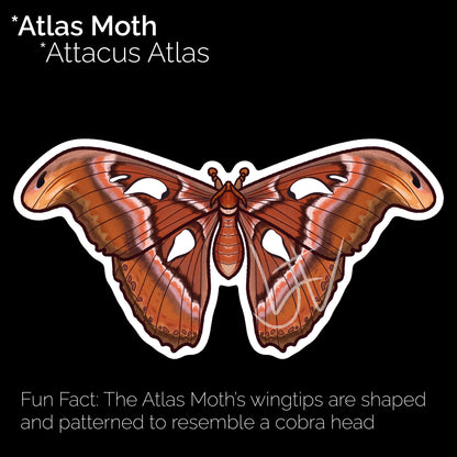 Atlas Moth Glossy Sticker