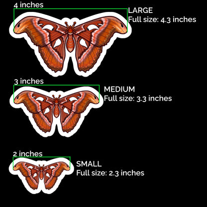 Atlas Moth Glossy Sticker