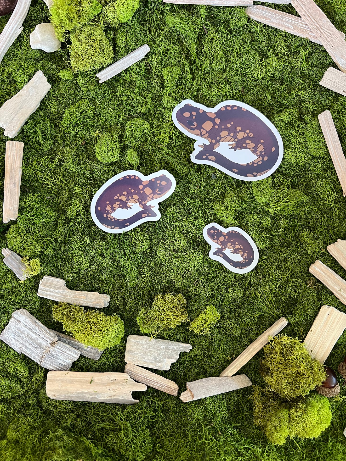Eastern Tiger Salamander Glossy Sticker