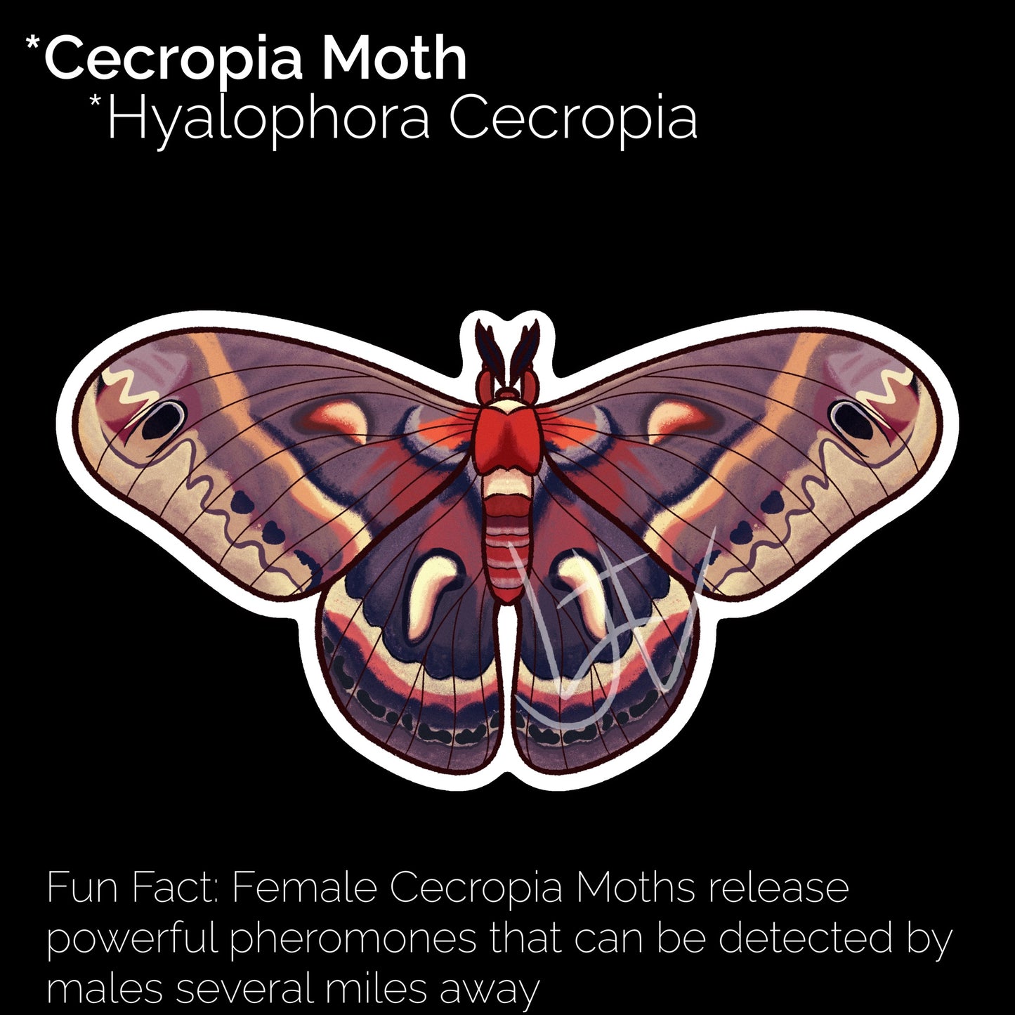 Cecropia Moth Glossy Sticker