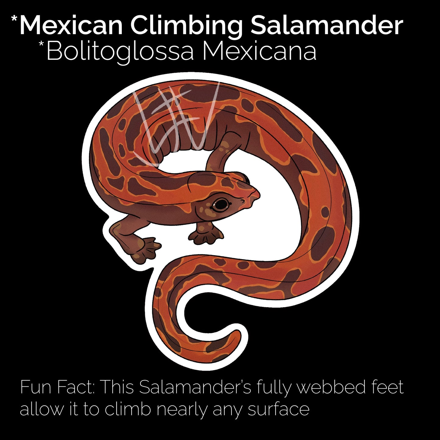 Mexican Climbing Salamander Glossy Sticker