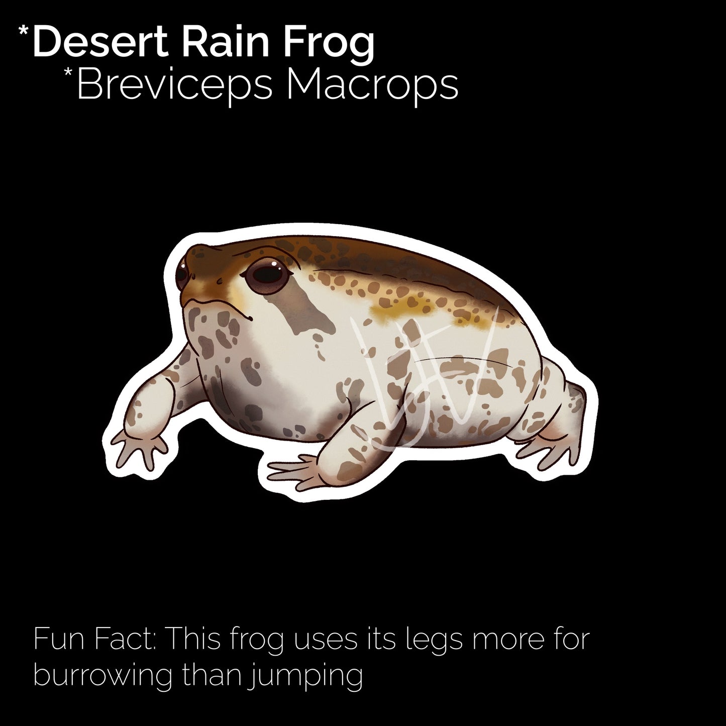 Desert Rain Frog Glossy Sticker