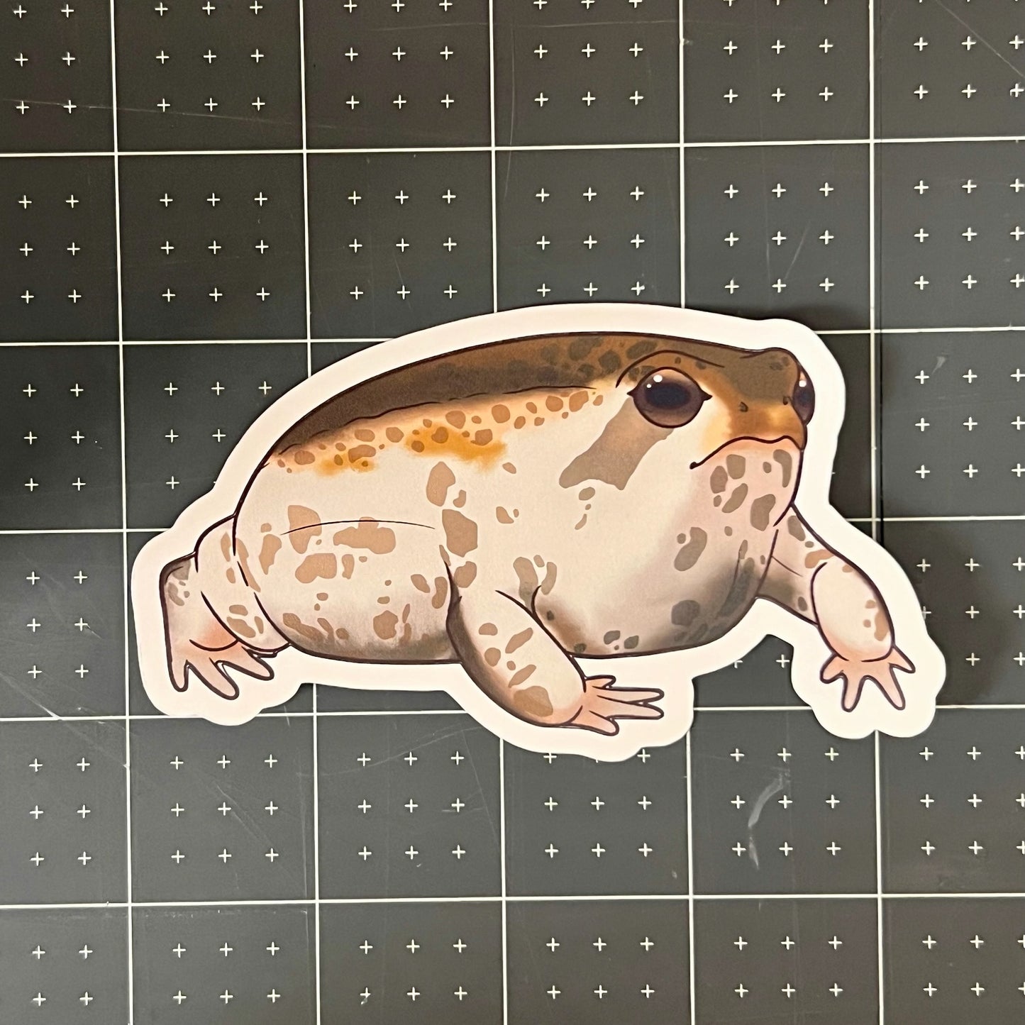 Desert Rain Frog Glossy Sticker