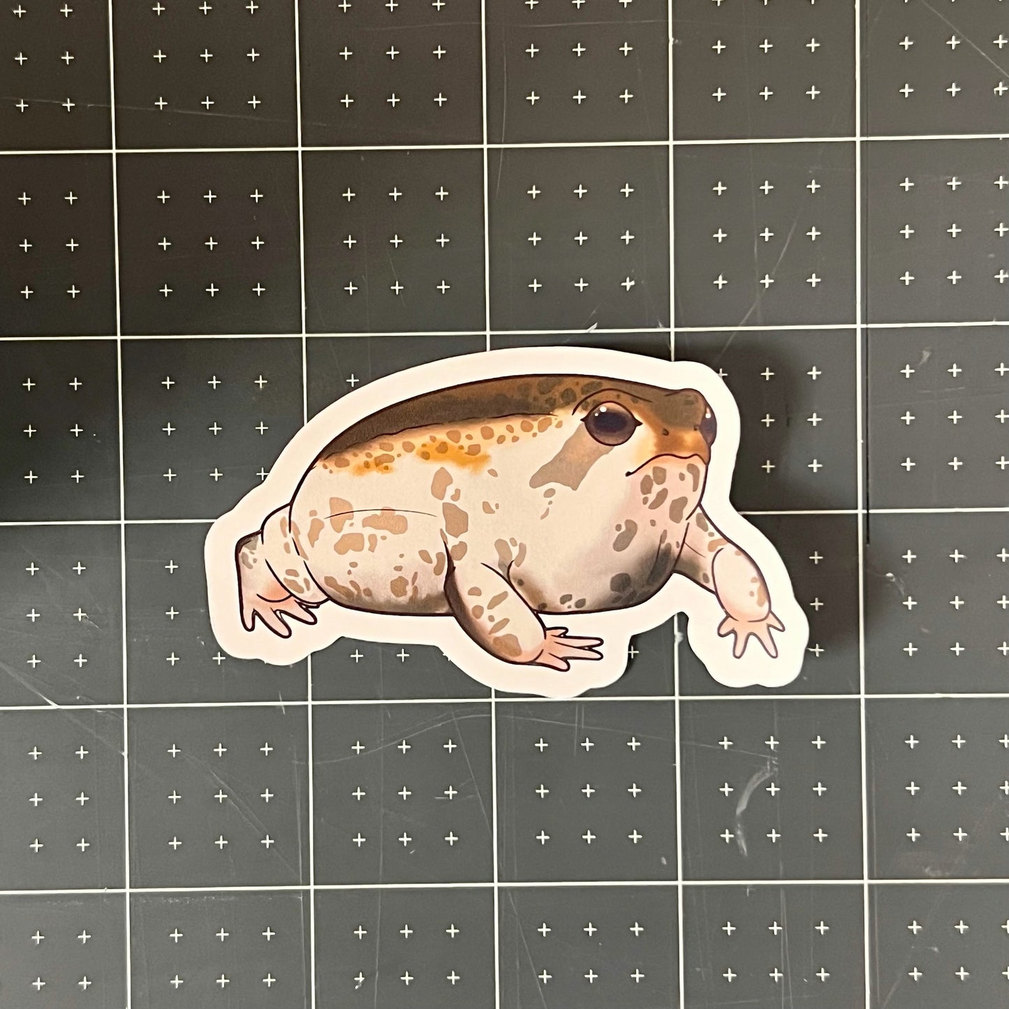 Desert Rain Frog Glossy Sticker