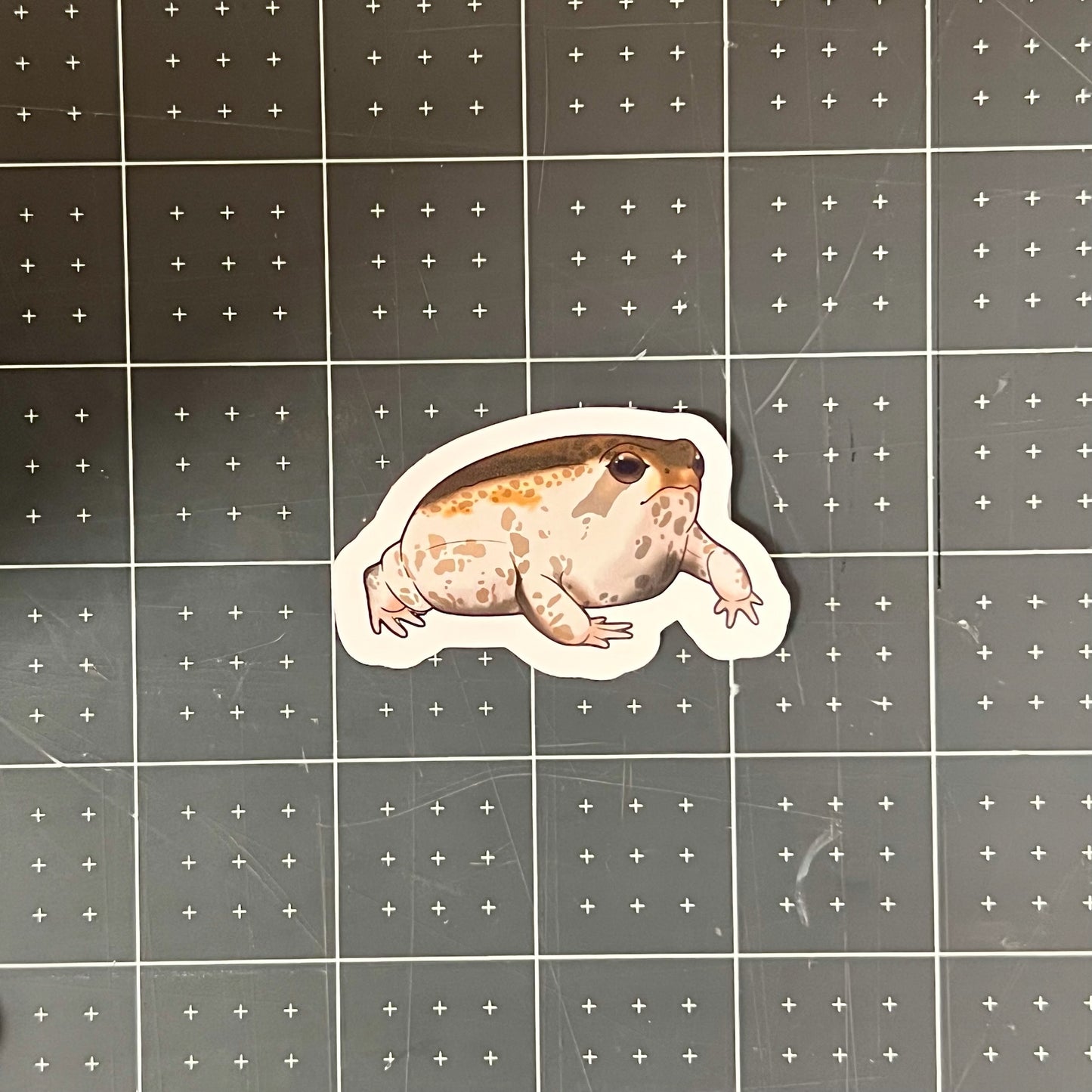 Desert Rain Frog Glossy Sticker