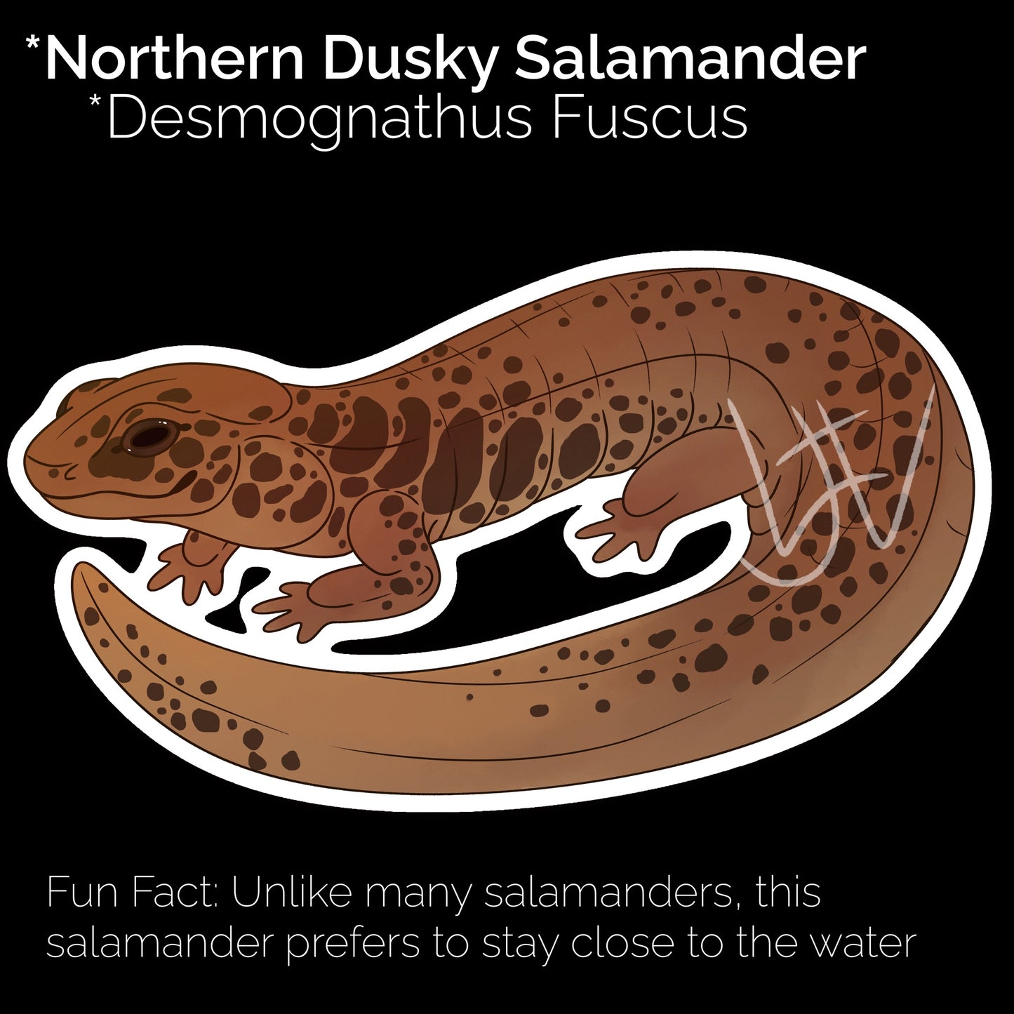 Northern Dusky Salamander Glossy Sticker