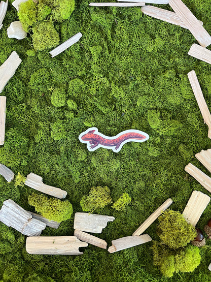 Common Mudpuppy Glossy Sticker