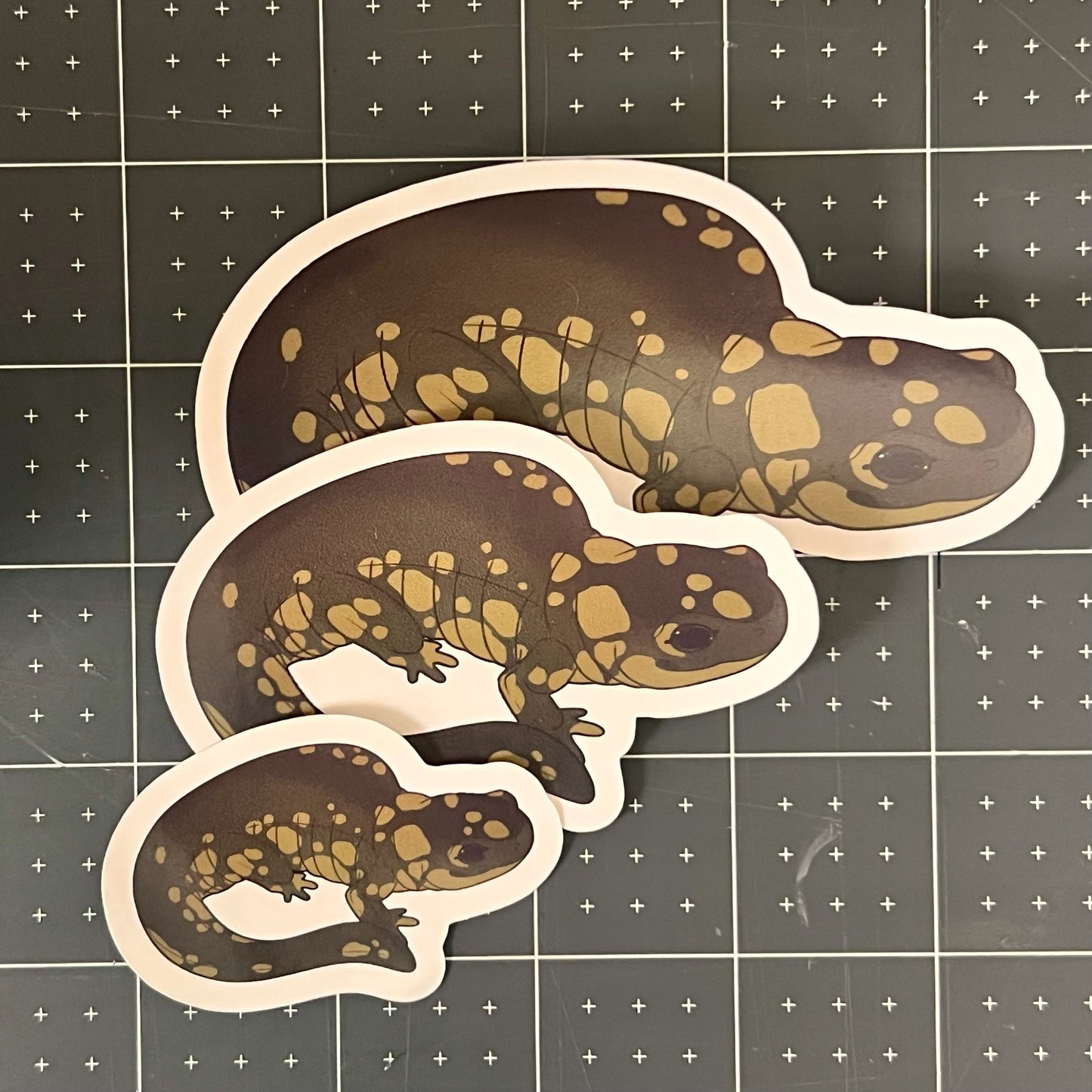 Eastern Tiger Salamander Glossy Sticker