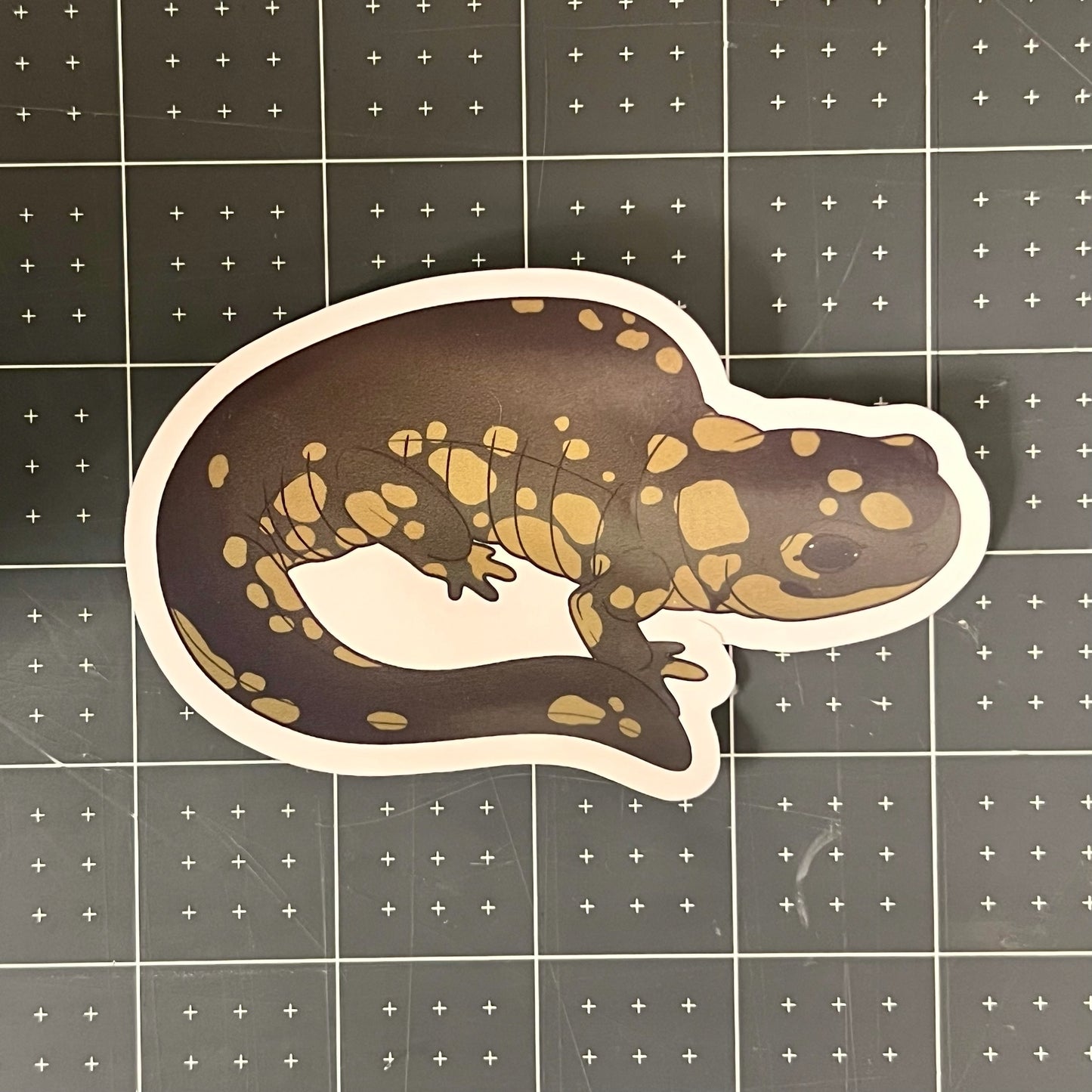 Eastern Tiger Salamander Glossy Sticker