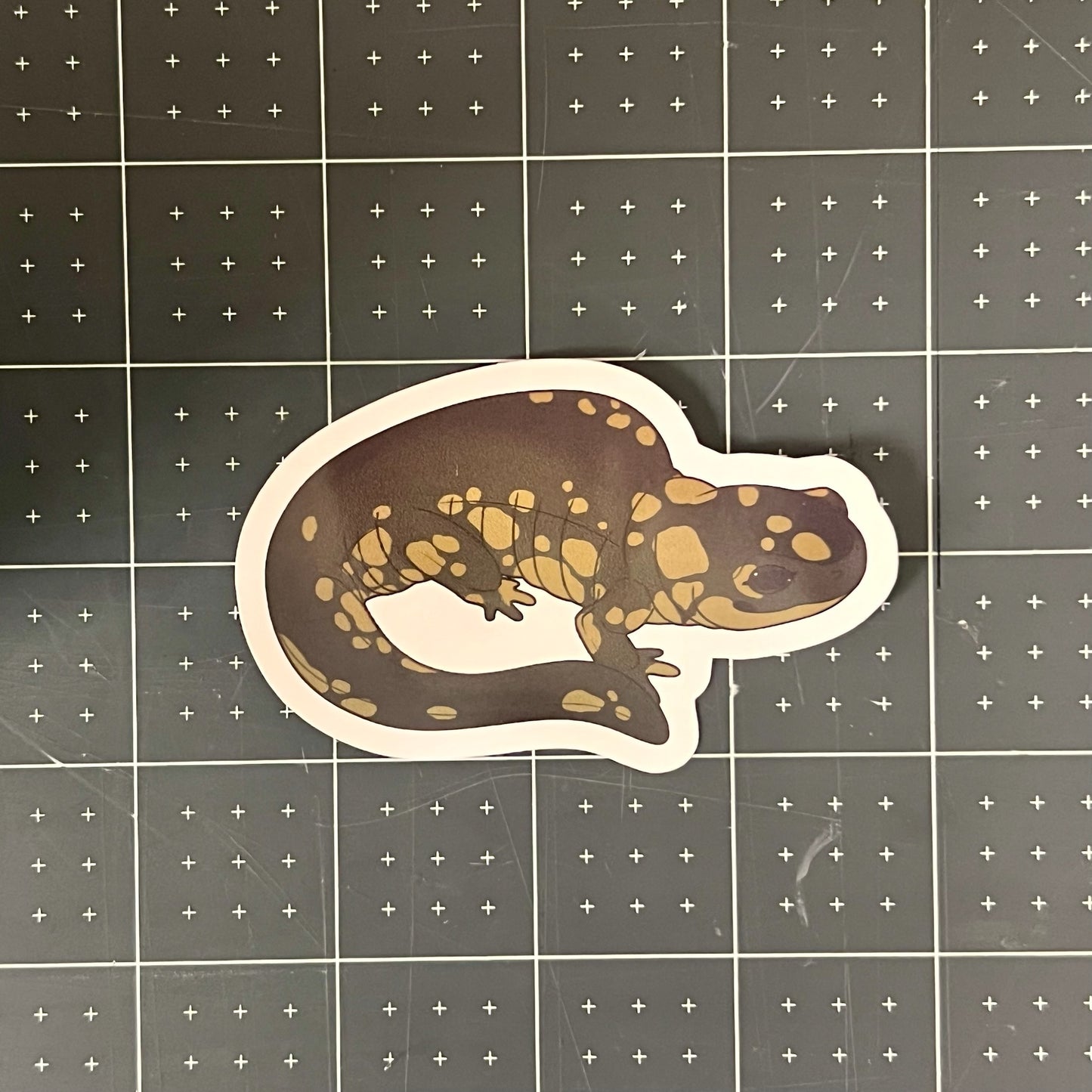 Eastern Tiger Salamander Glossy Sticker