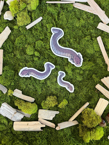 Lesser Siren Glossy Sticker