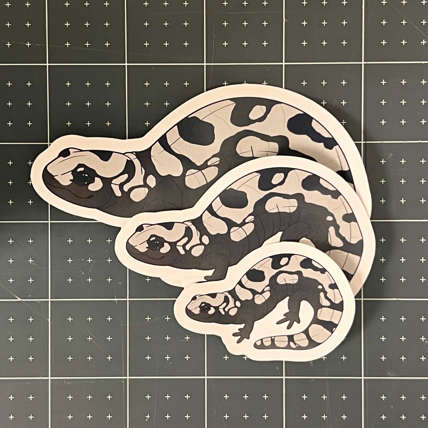 Marbled Salamander Glossy Sticker