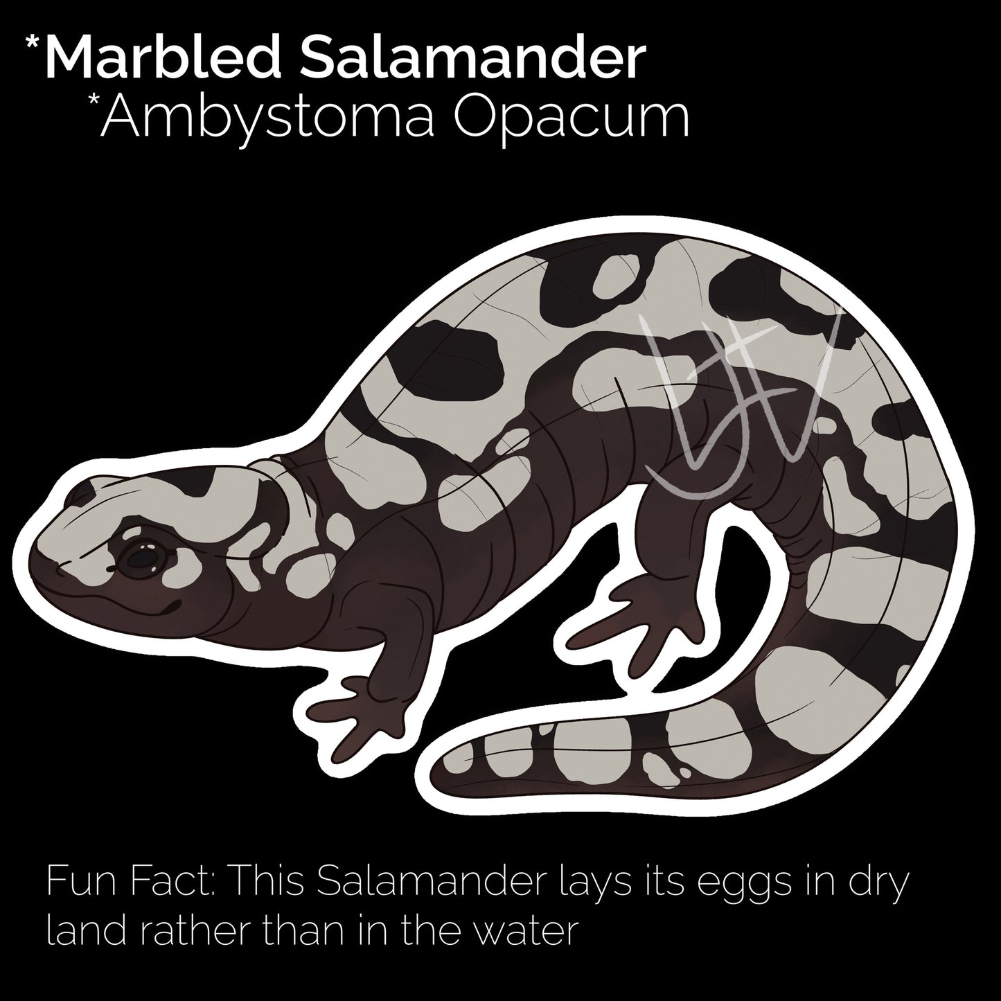 Marbled Salamander Glossy Sticker