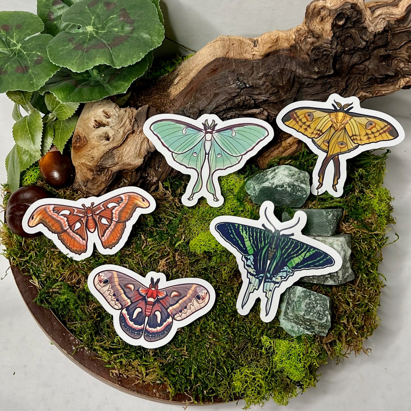 Comet Moth Glossy Sticker