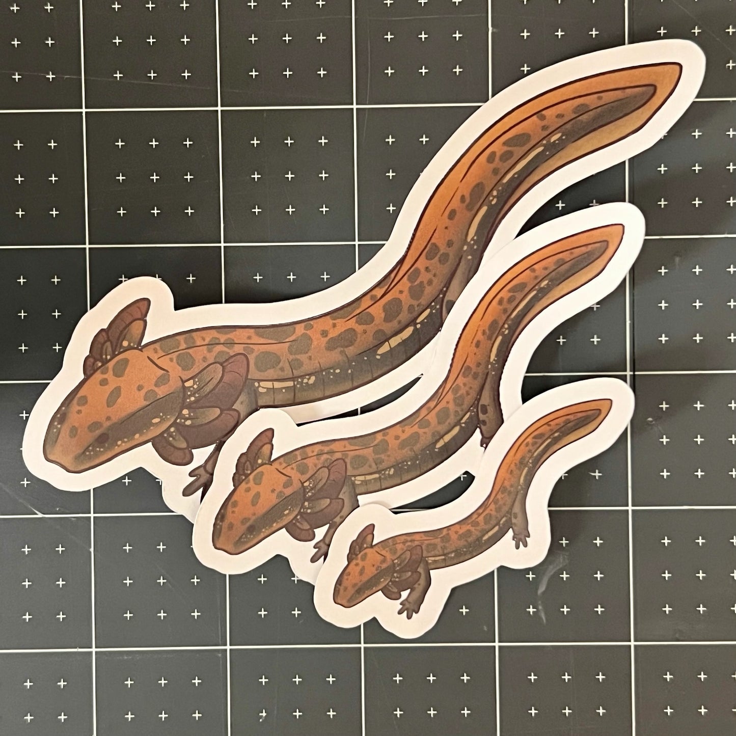 Common Mudpuppy Glossy Sticker