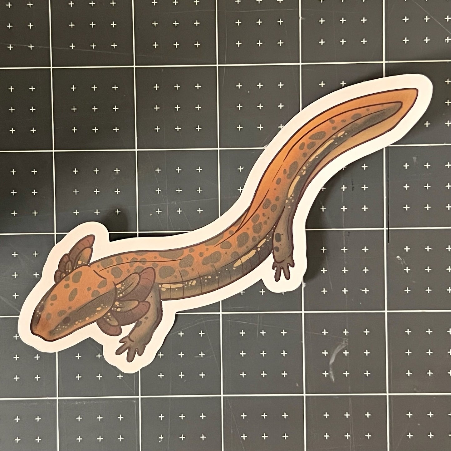 Common Mudpuppy Glossy Sticker