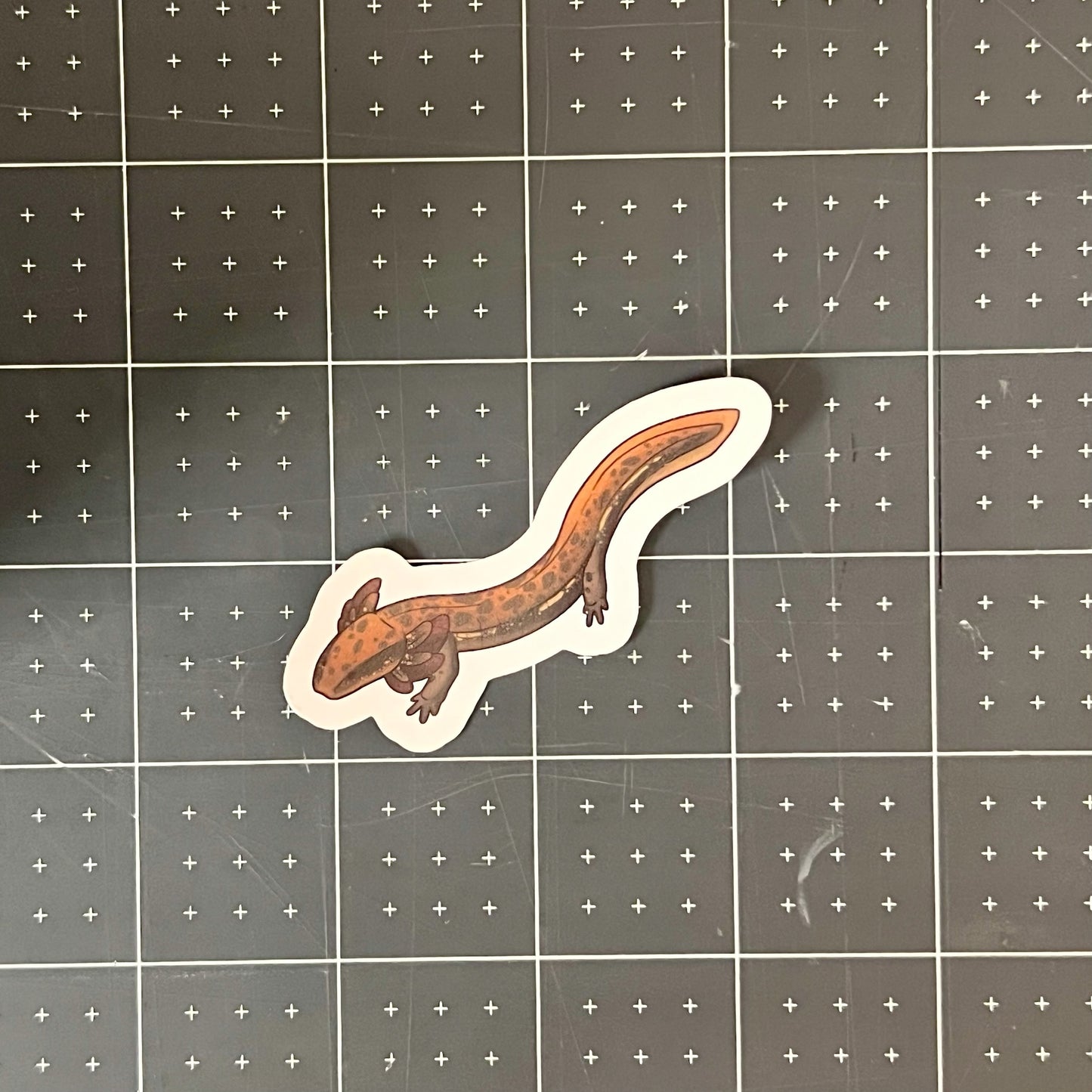 Common Mudpuppy Glossy Sticker