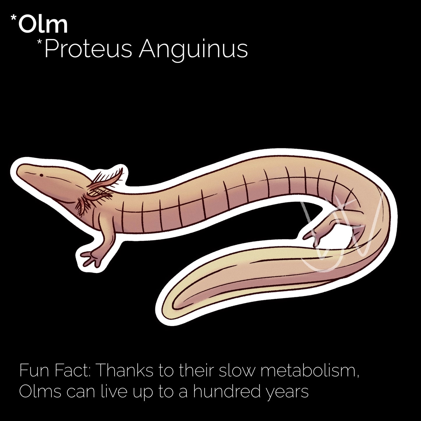 Olm Glossy Sticker