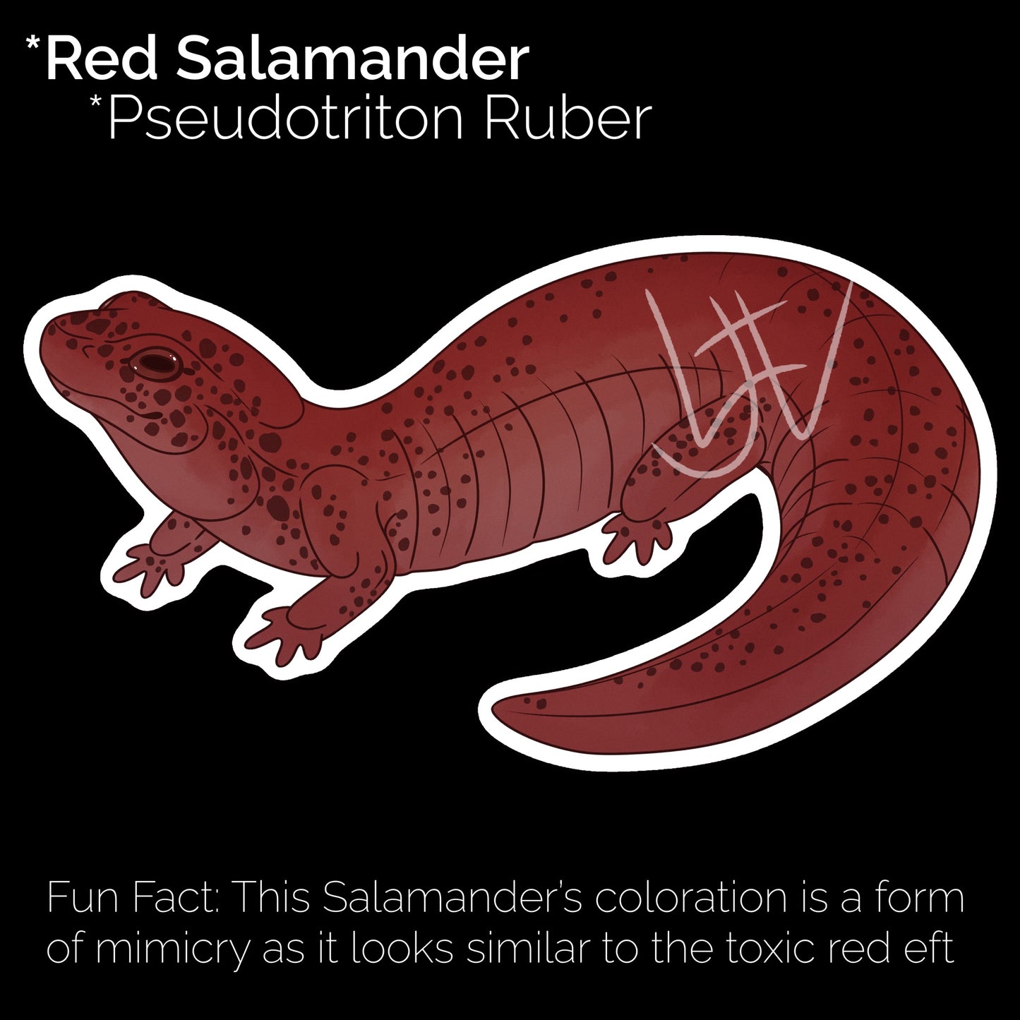 Red Salamander Glossy Sticker