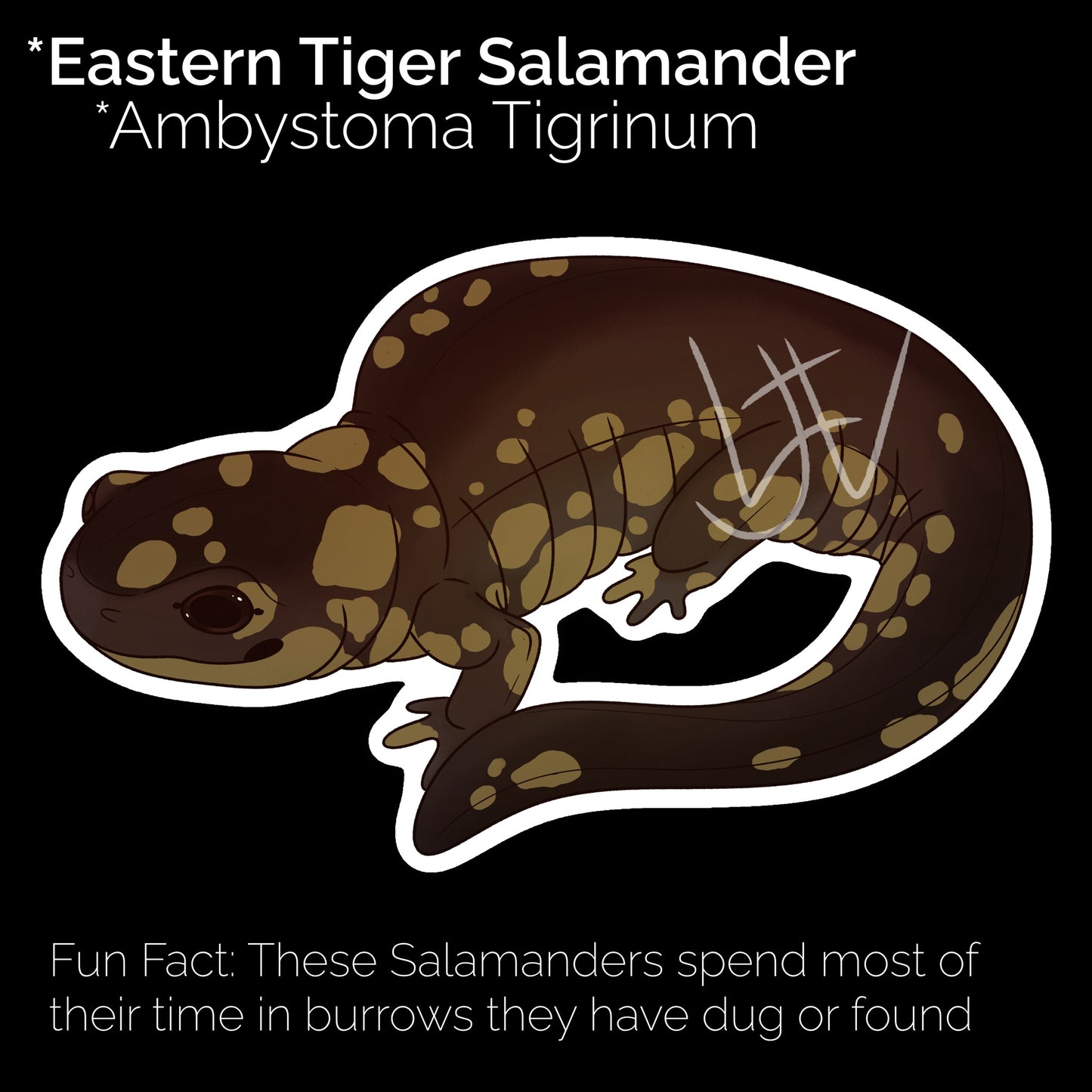 Eastern Tiger Salamander Glossy Sticker