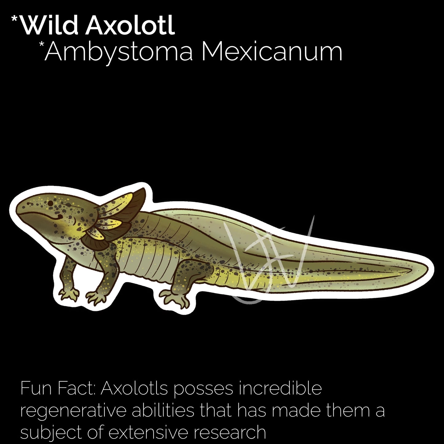 Green Wild Axolotl Glossy Sticker